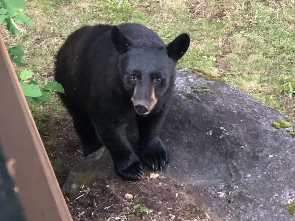 Prevention – Bear Encounters