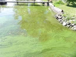 Blue Green Algae in November and December – What to do