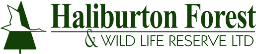 Letter from Haliburton Forest and Wildlife Reserve – Great news Wolf returned to Haliburton Forest.