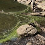 Possible Blue-Green Algae Bloom Event on Kennisis Lake – UPDATE  