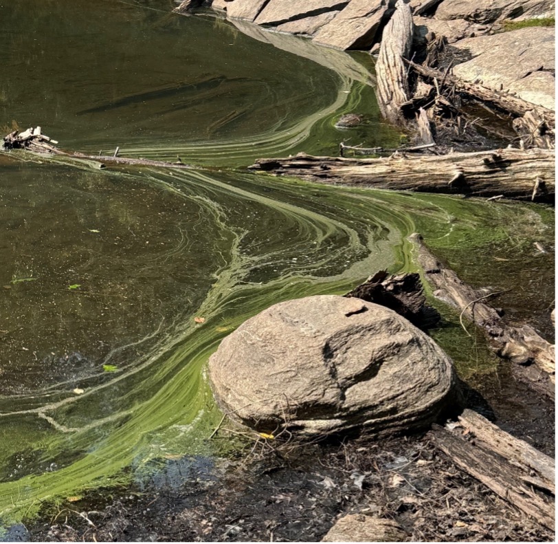 Possible Blue-Green Algae Bloom Event on Kennisis Lake – UPDATE  