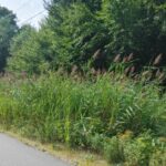 We Have Invasive Phragmites – But It’s Not All Bad News!