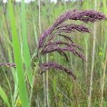 Invasive Phragmite on Kennisis Lake