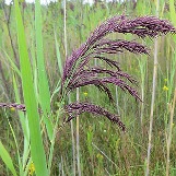 Invasive Phragmite on Kennisis Lake